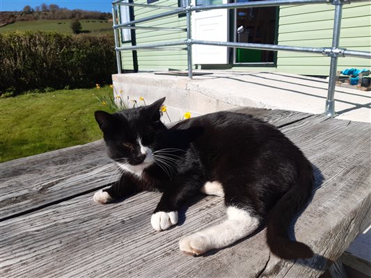 Chief mouser Captain Cat napping outside Caravan 4